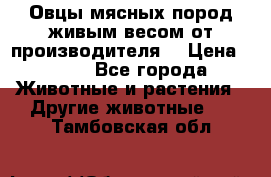 Овцы мясных пород живым весом от производителя. › Цена ­ 110 - Все города Животные и растения » Другие животные   . Тамбовская обл.